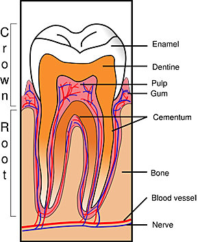 cross section of tooth